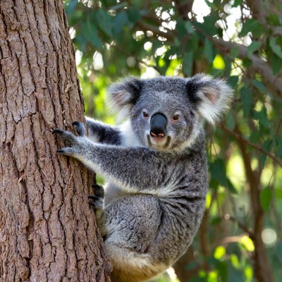 Koala clinging to eucalyptus tree