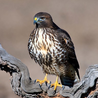 Red-tailed Hawk Perched on Branch