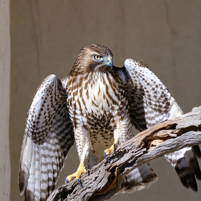 Red-tailed Hawk Perched on Branch