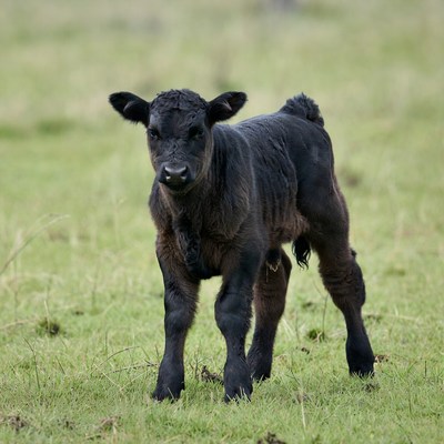 Black Calf Standing in Grass