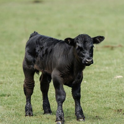 Black calf standing in green grass