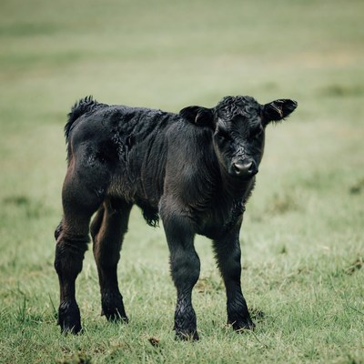 Black Calf Standing in Grass