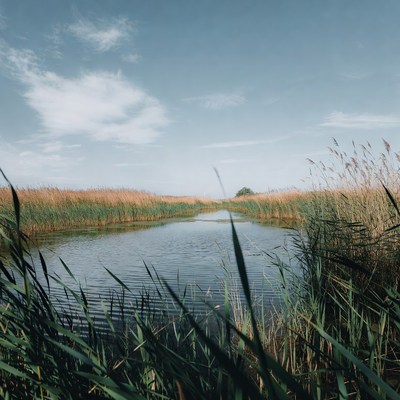 Reed-fringed pond in field