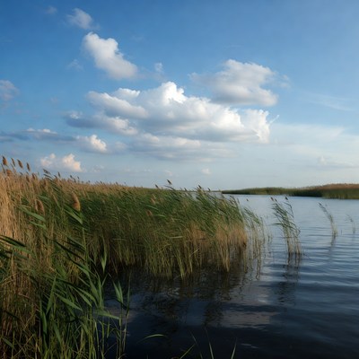 Reeds by Calm Lake