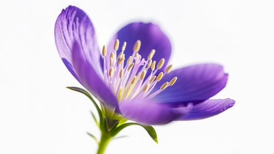 Purple Flower Closeup on White Background