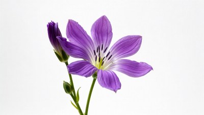 Purple flower with buds on white background