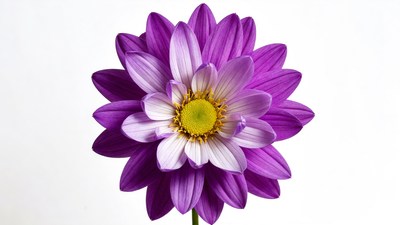 Purple Dahlia Flower Closeup