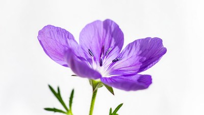 Purple Geranium Flower