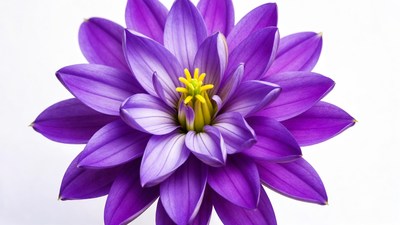 Purple Lotus Flower Closeup