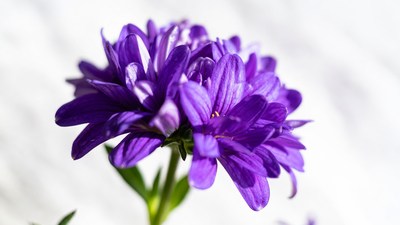 Purple Aster Flower
