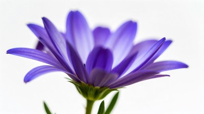 Purple Daisy Flower on White Background