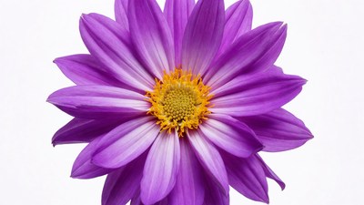 Purple Daisy Flower Closeup