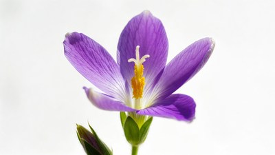 Purple flower with yellow center