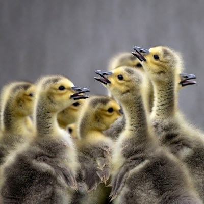 Group of Goslings Calling Out