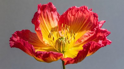 Vibrant Red Orange Poppy Flower