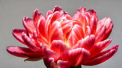 Pink peony flower close-up