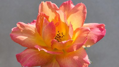 Vibrant Orange Pink Rose Bloom
