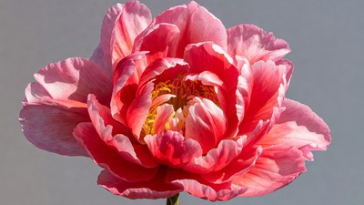 Pink Peony Flower Bloom