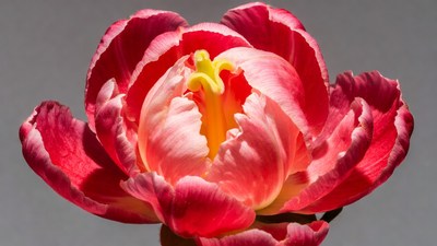 Vibrant Red Tulip with Yellow Center