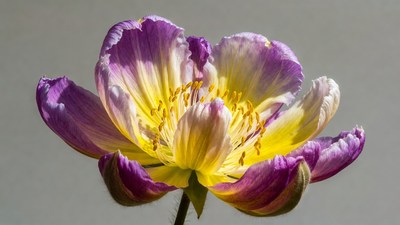 Purple and yellow anemone flower