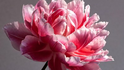Pink peony flower closeup