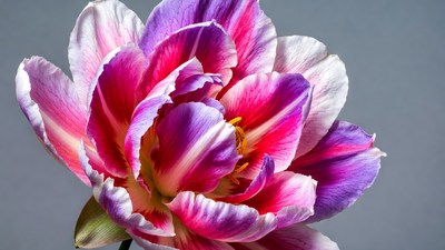 Vibrant Pink Purple Tulip Flower