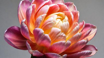 Vibrant Pink and Orange Tulip Flower