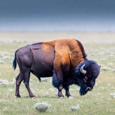Bison grazing in grassy field