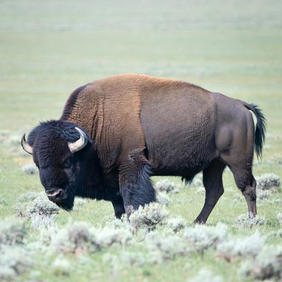 Bison grazing in grassy field