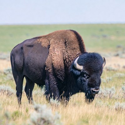 Bison grazing in green prairie