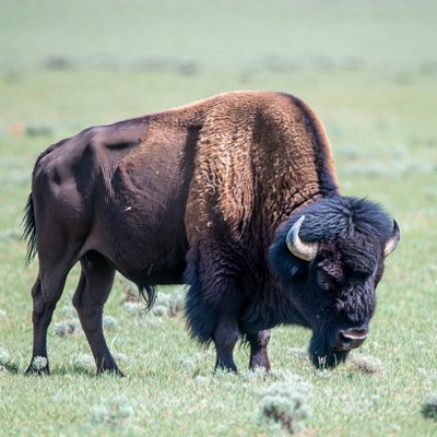 Bison grazing in green grassland