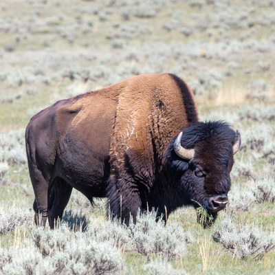 Bison grazing in grassy field