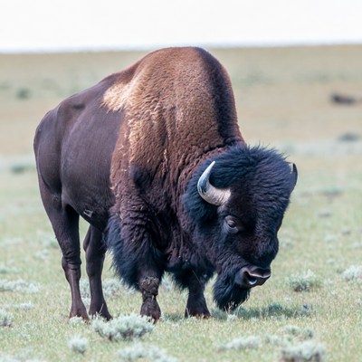 Bison grazing in grassy field