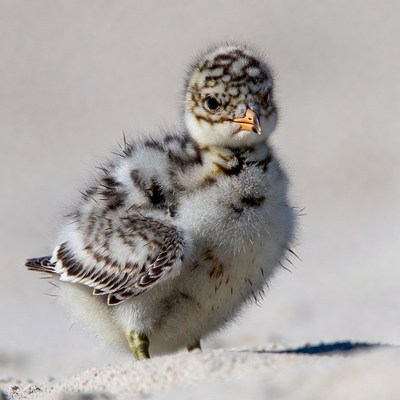 Fluffy Plover Chick on Sand