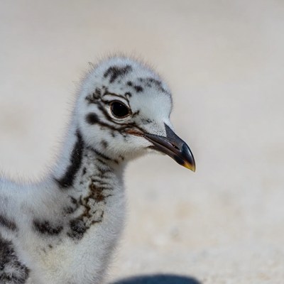 Fluffy seagull chick on sand