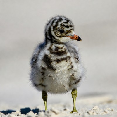 Fluffy baby shorebird on beach sand