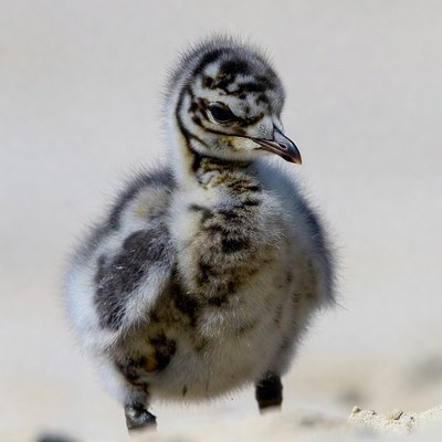 Fluffy baby bird on sand