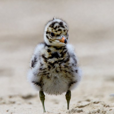 Fluffy killdeer chick on sand