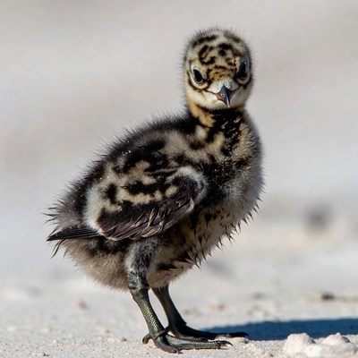 Fluffy killdeer chick on sand