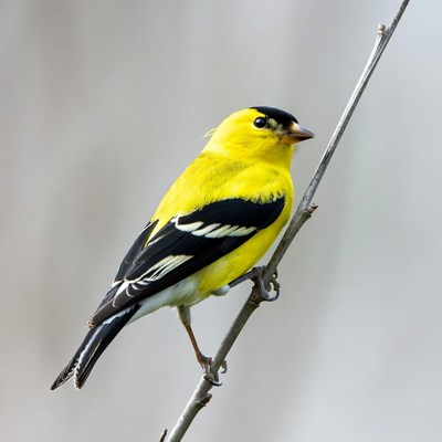 American Goldfinch perched on branch