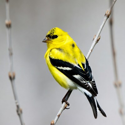 American Goldfinch perched on branch