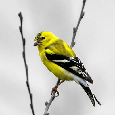 American Goldfinch perched on branch