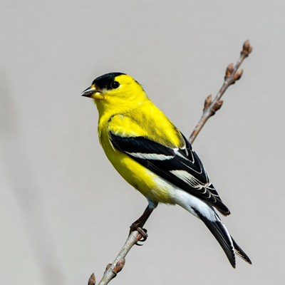 American Goldfinch on branch
