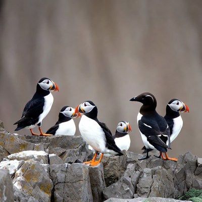 Group of puffins on rocky cliff