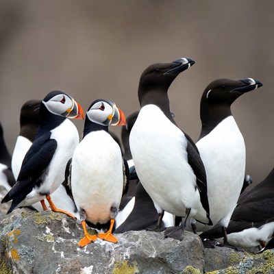 Group of Atlantic Puffins on Rocks