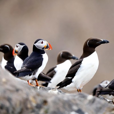 Group of Atlantic Puffins on Rocks