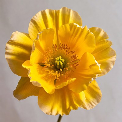 Yellow California Poppy Flower