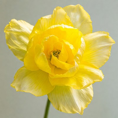 Yellow Daffodil Flower Closeup