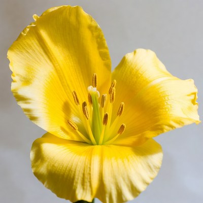 Yellow Daylily Flower Closeup