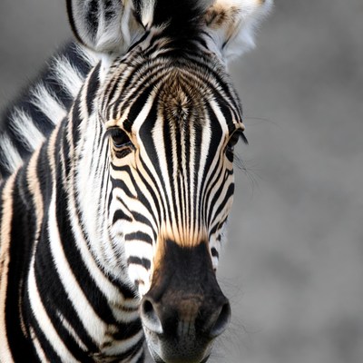Close-up zebra face